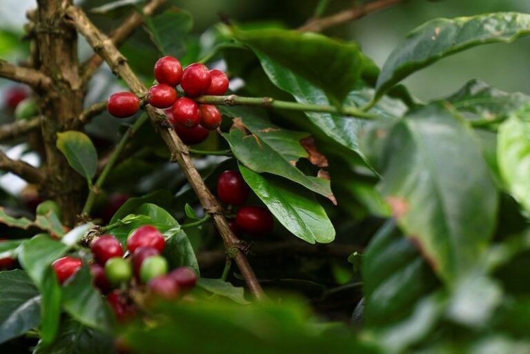 Café sobe na bolsa de Nova York com apoio da valorização do real