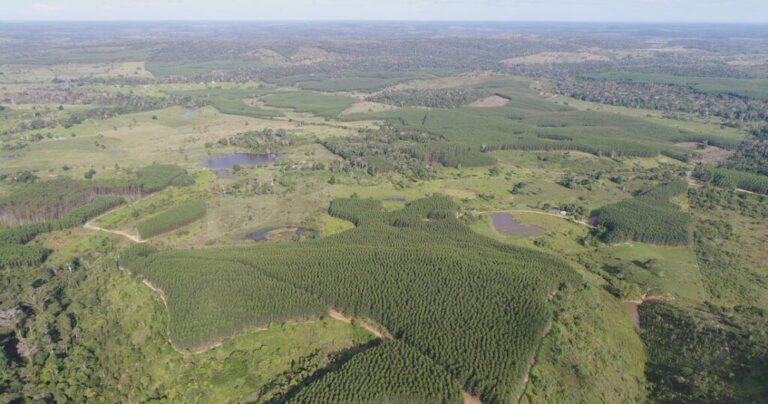 Minas Gerais fortalece liderança na agenda climática com evento carbono neutro