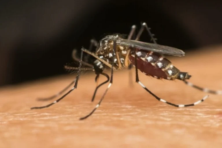 Estudo brasileiro evidencia risco de síndrome de Guillain-Barré após dengue