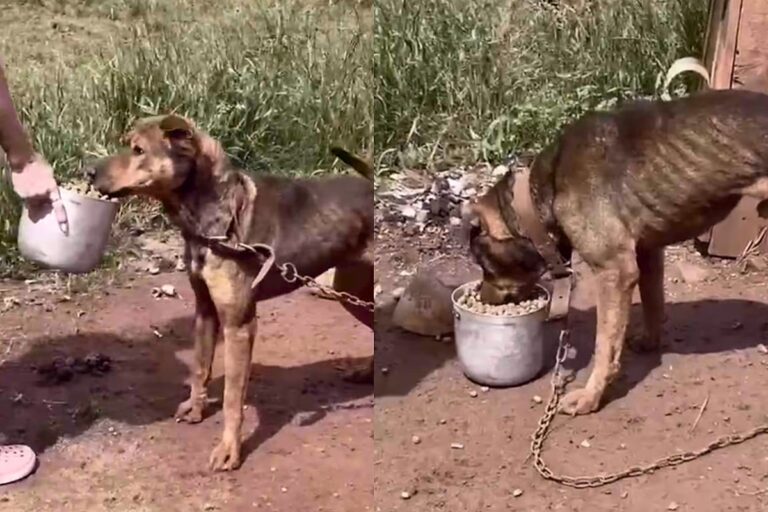 De corrente a lar: cão resgatado vira nova vida com amor e cuidados