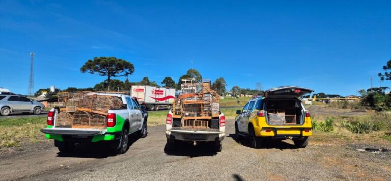 Operação ambiental apreende 95 aves silvestres em Guarapuava