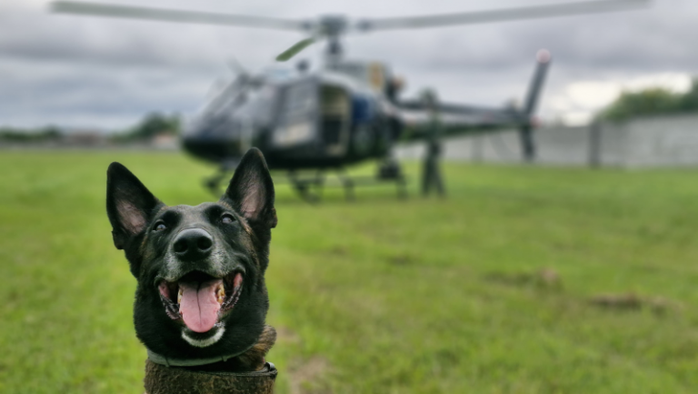 Polícia Civil apreende 8 revólveres e 3 kg de haxixe na Rodoviária de Curitiba