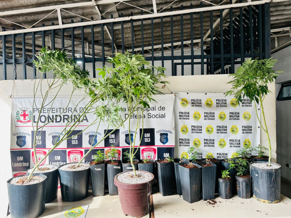 Polícia prende cultivador de maconha em operação em Londrina
