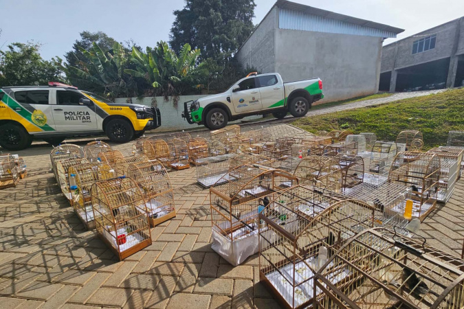 PMPR e IAT apreendem 95 aves e multam criadores em Guarapuava