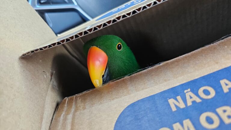 Papagaio Ecletus verde é resgatado no Sítio Cercado em Curitiba