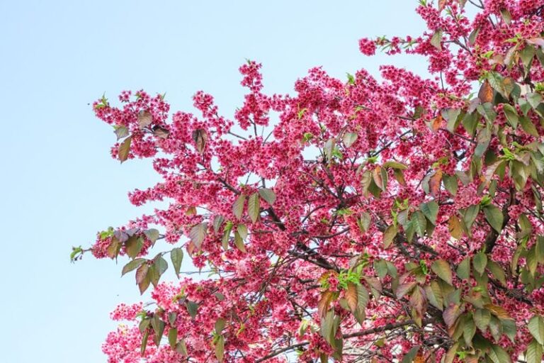 Florada das cerejeiras torna Rua XV de Novembro instagramável