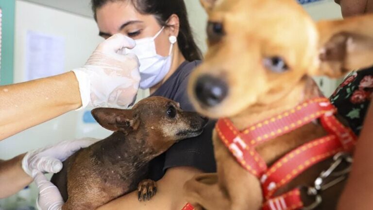Curitiba oferece castração gratuita de cães e gatos em agosto