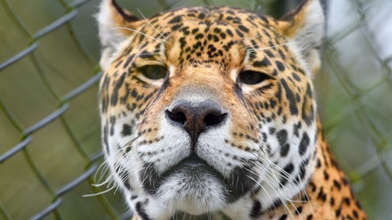 Paraná atualiza lista de animais ameaçados de extinção
