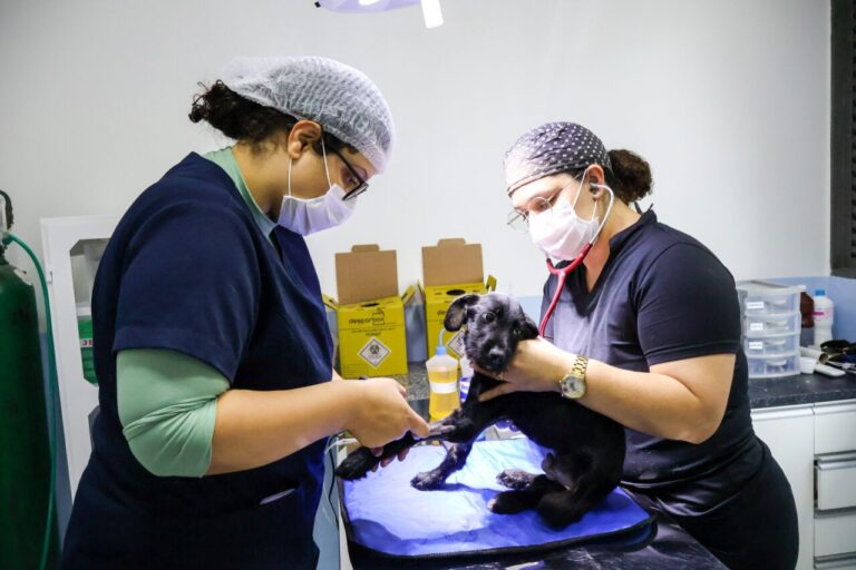 Maringá adquire 20 mil microchips para identificação de animais de estimação