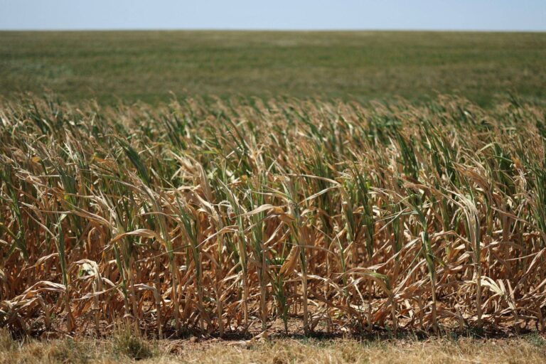 Onda de calor na Europa reduz projeção da safra de grãos