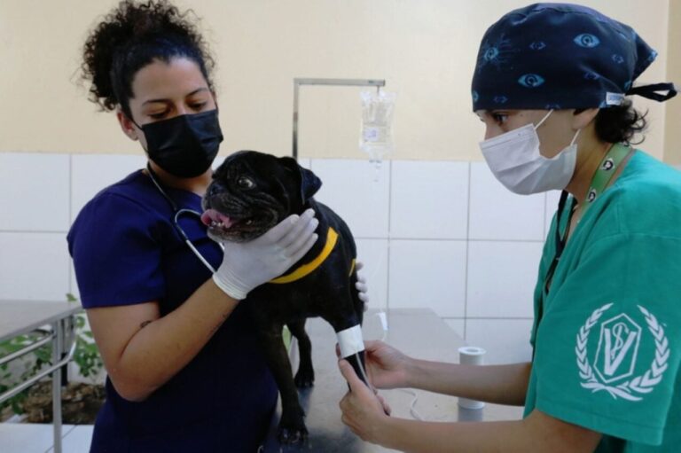 Curitiba pode proibir venda de sangue animal com multas de até R$ 100 mil
