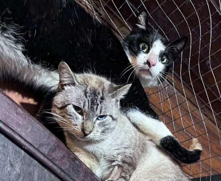 UFPR procura famílias para adotar 25 gatos resgatados
