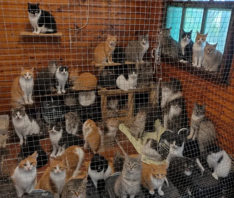 UFPR lança campanha para adoção de 25 gatos resgatados em Superagui