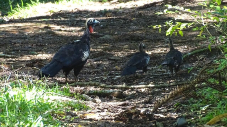 Jacutinga ameaçada de extinção é flagrada com filhotes no Paraná