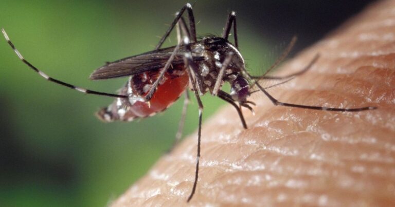 Dengue avança na Europa com verões mais quentes