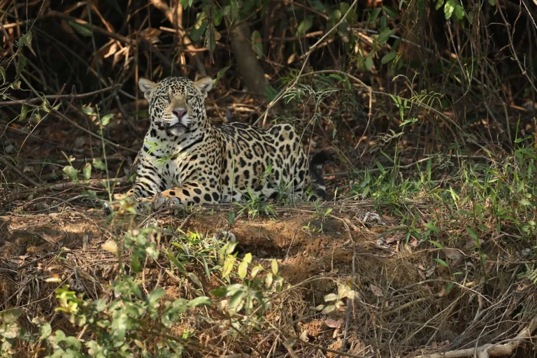 Paraná atualiza lista de espécies ameaçadas com 345 animais em risco