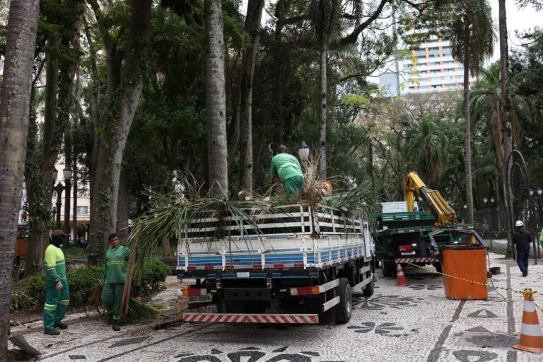 Prefeitura de Curitiba inicia poda preventiva em 115 árvores da Praça Osório