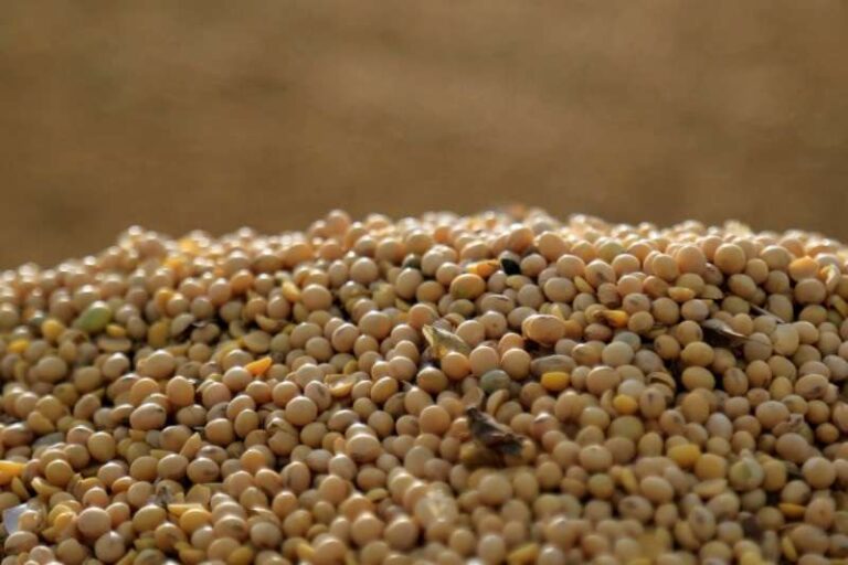 Brasil mantém estimativa de safra de soja em 186 milhões de toneladas para 2026/2027