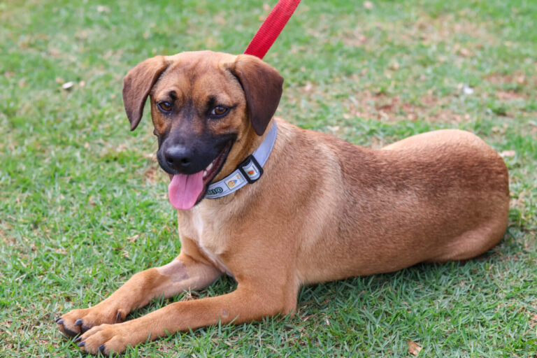 Maringá regulamenta cadastro de cães e gatos que vivem nas ruas
