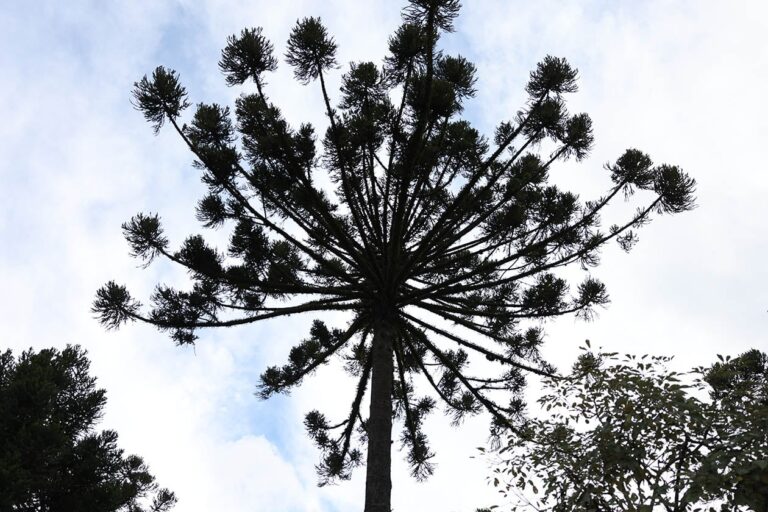 Pesquisadores usam resíduos de crustáceos para fortalecer araucária contra seca