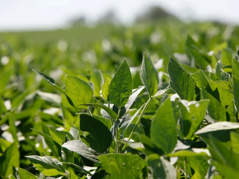 Assembleia do Paraná vota proposta que reduz cobrança de água para produtores sustentáveis