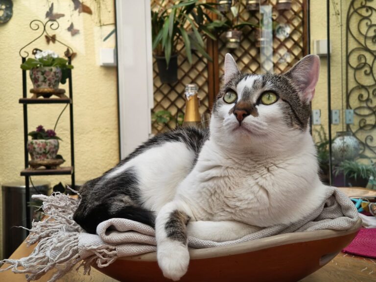 Brasil celebra Dia Internacional do Gato com crescimento da população felina