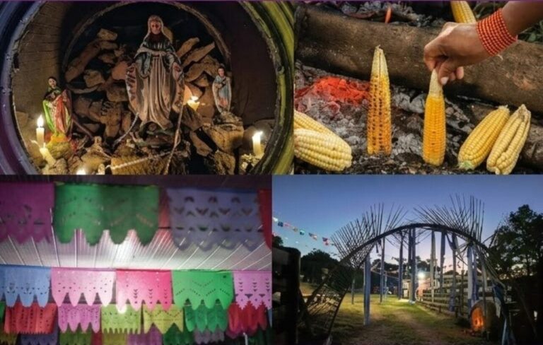 Exposição homenageia povos do campo em Curitiba com foco na floresta de araucárias