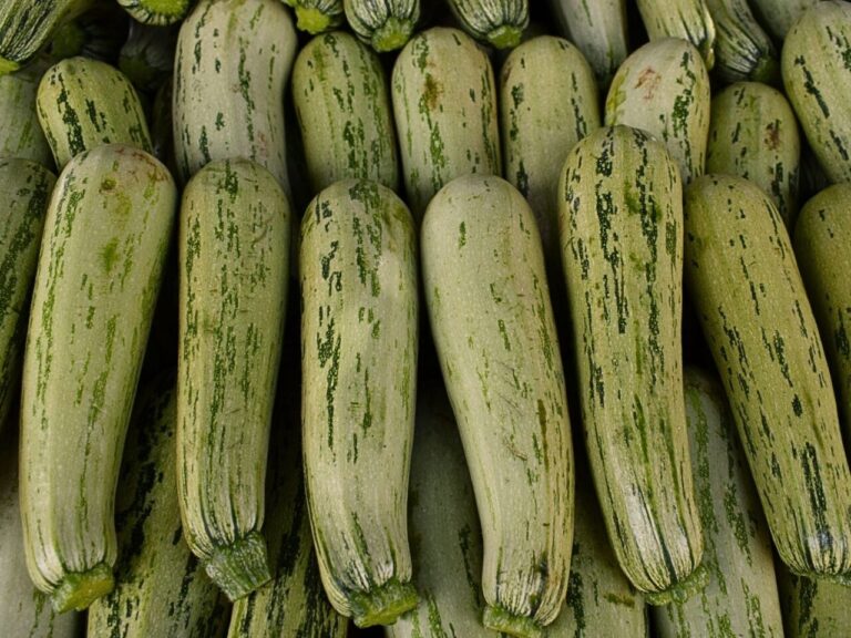 Abobrinha italiana custa R$ 1,30 por quilo no atacado de São Paulo