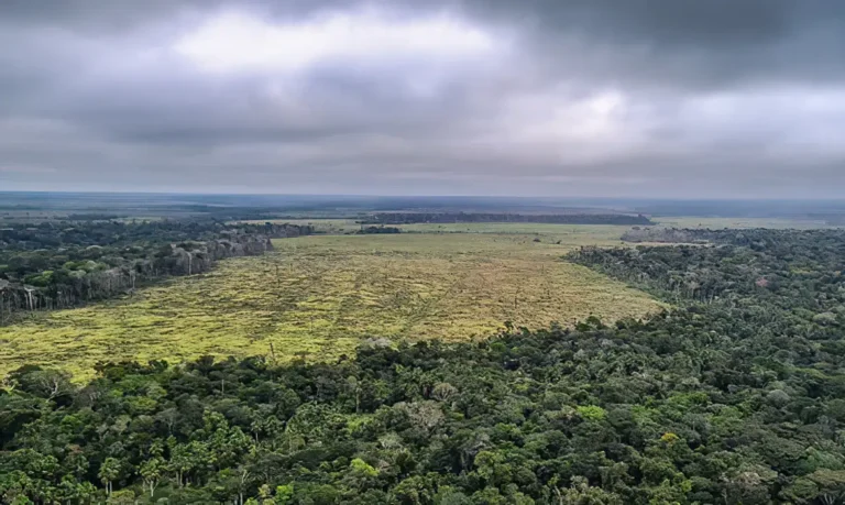 Desmatamento na Amazônia cai 36,87% em um ano, aponta Deter