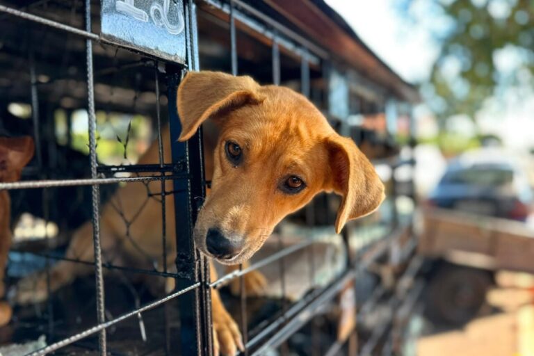 Guaratuba recebe mutirão de castração gratuita de cães e gatos
