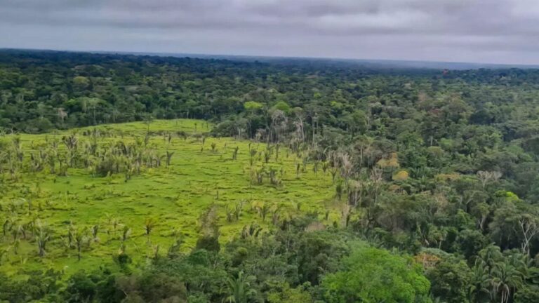 Imazon aponta que 60% das terras indígenas na Amazônia têm desmatamento zero