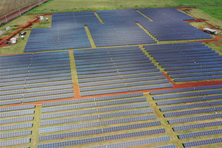 Estudo associa expansão de energia solar na China ao declínio de aves