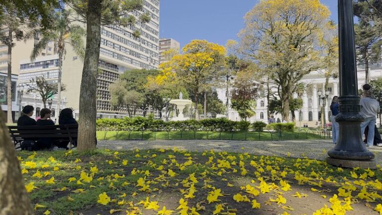 Florada dos ipês amarelos muda visual das ruas de Curitiba em agosto