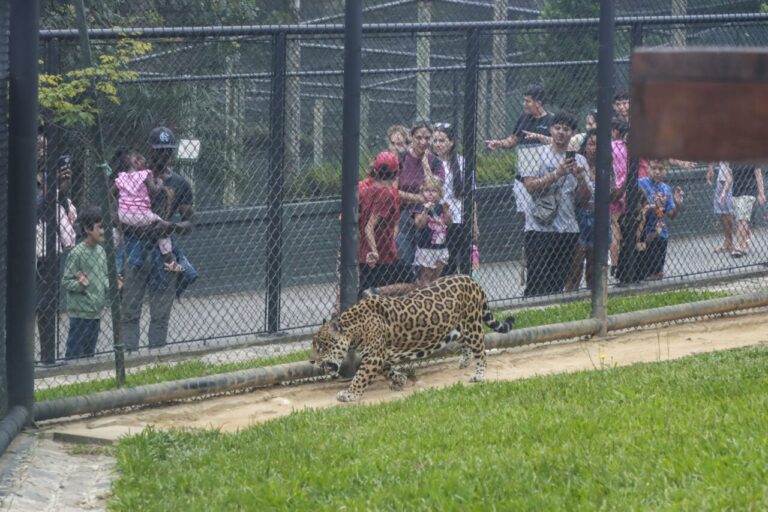 Zoológico Municipal de Curitiba reabre para visitação neste fim de semana