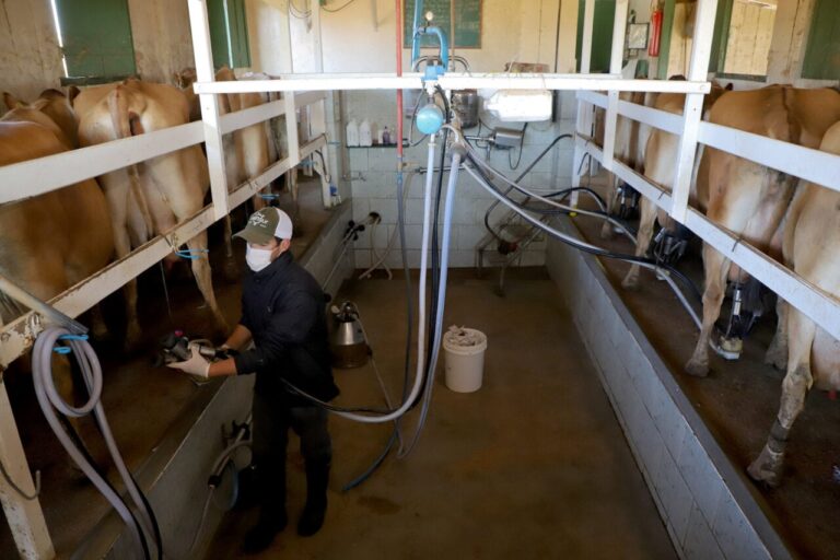 Demanda por canetas emagrecedoras impulsiona oportunidades no agronegócio paranaense