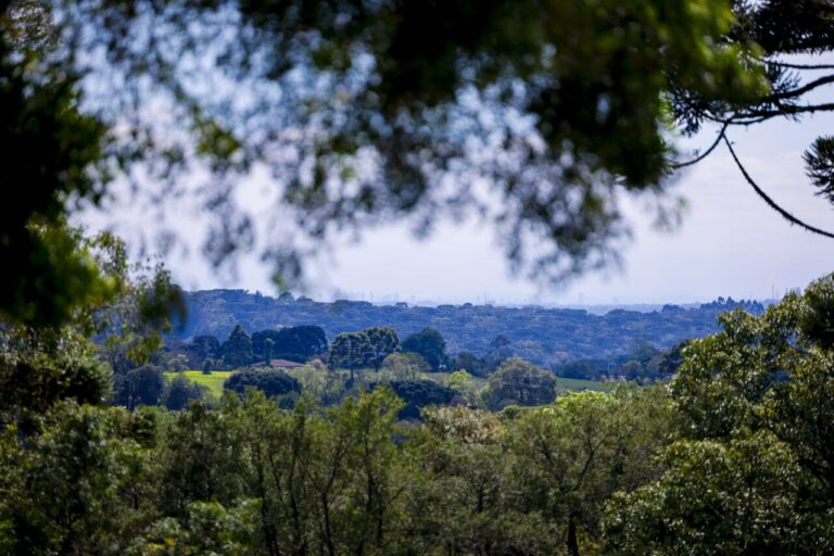 Araucária oferece ônibus gratuito para caminhada noturna no dia 26