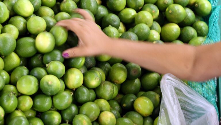 Brasil amplia exportações agrícolas enquanto fertilizantes importados limitam margem