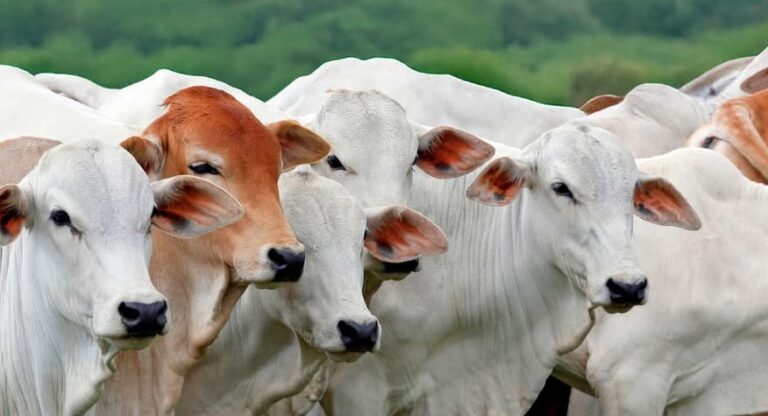 Conab prevê queda de 3,6% na produção de carne bovina do Brasil em 2027