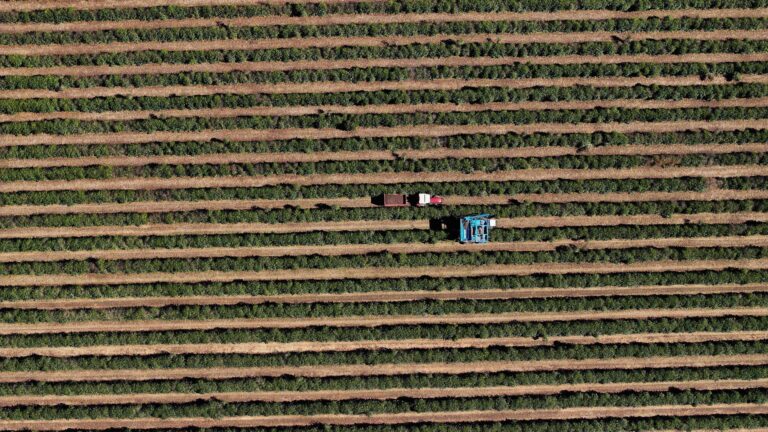 Café do Brasil apresenta florada precoce e safra de 2027 pode chegar mais cedo