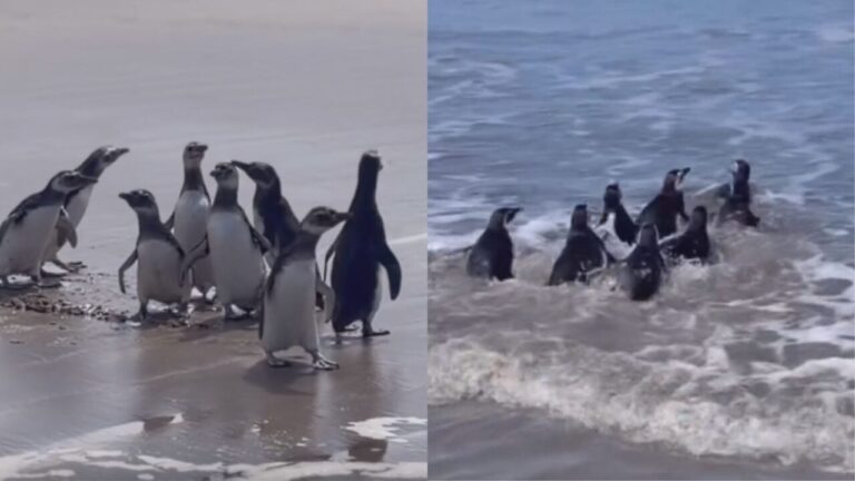 Oito pinguins retornam ao oceano após reabilitação no Paraná
