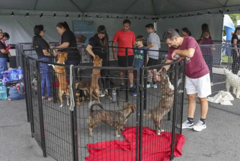Curitiba oferece 50 cães para adoção e microchipagem gratuita neste sábado