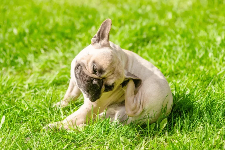 Primavera aumenta risco de alergias em cães e gatos, alerta veterinária