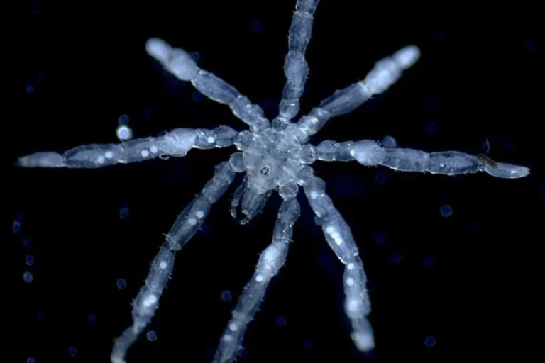 Pesquisadores da UBC descobrem duas novas espécies de aranhas-marinhas no Canadá