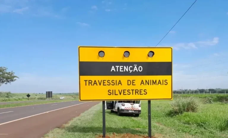 Paraná registra 37 atropelamentos de animais em rodovias estaduais entre janeiro e agosto