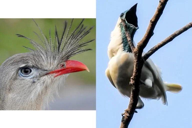 Estudo identifica duas aves brasileiras entre as com canto mais alto do mundo