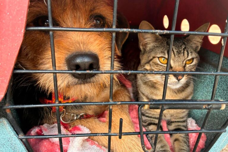 Vet-Móvel Paraná chega a Curitiba nesta quinta-feira para atendimentos gratuitos
