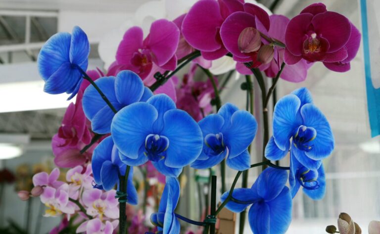 Pesquisador da UFPR alerta que mais da metade das orquídeas está ameaçada de extinção