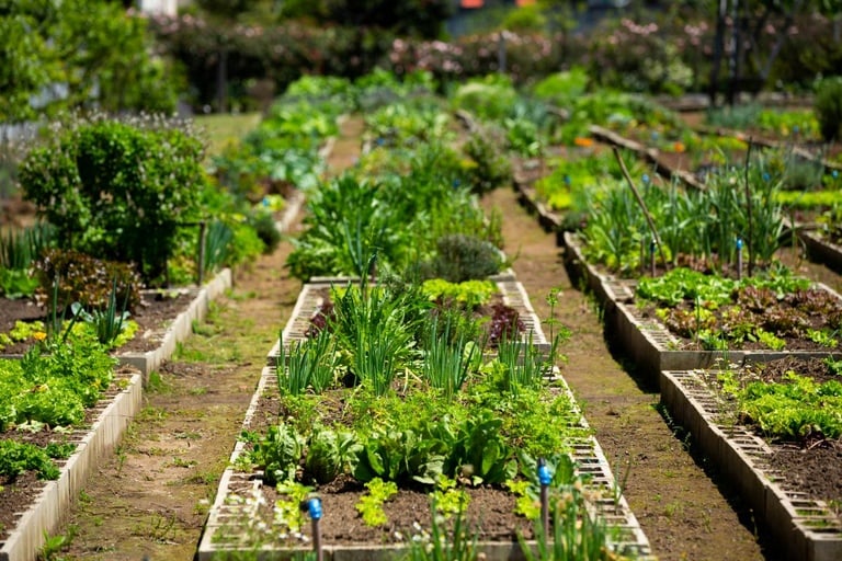 Pesquisador descobre seis espécies de plantas desconhecidas em herbário catarinense