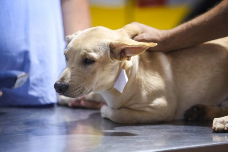 Animais afetados por chuvas em União da Vitória precisam de doações
