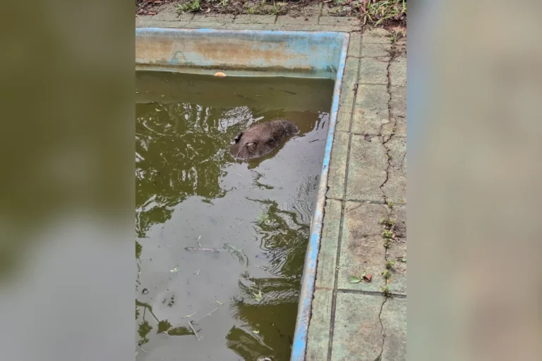 Capivara é resgatada após cair em piscina atacada por cães em Minas Gerais
